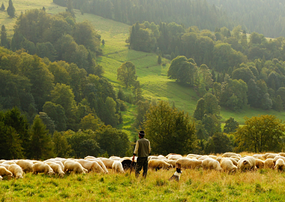 Il pastore e il gregge riunito
