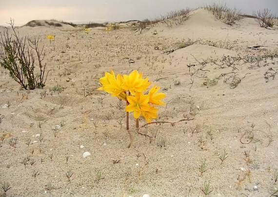 Fiore nel deserto