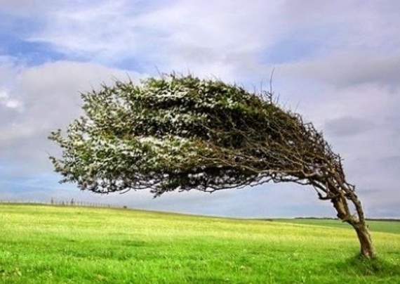albero si piega al vento