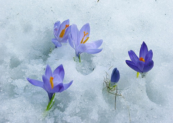 primi fiori spuntano dalla neve