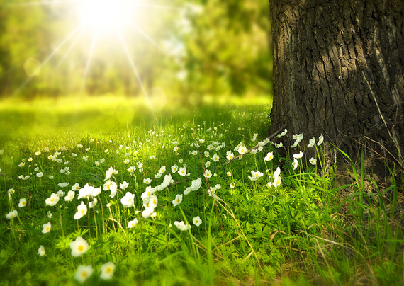 campo fiorito e albero con sole forte