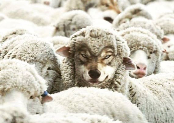 Lupo mimetizzato tra pecore